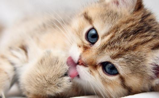 �����߲�����ǣ�è���γ���ʲô��