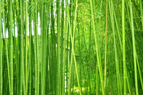 ֲ�����Ҫ����������